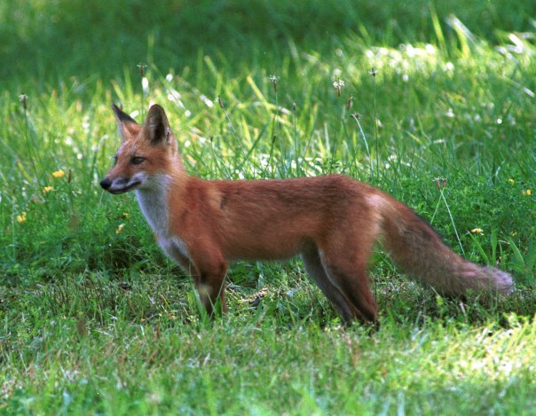 Red Tailed Fox - PA Gaming Commission
